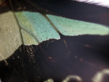 makro bir kelebek kanat