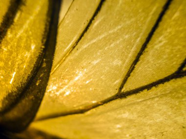 makro bir kelebek kanat