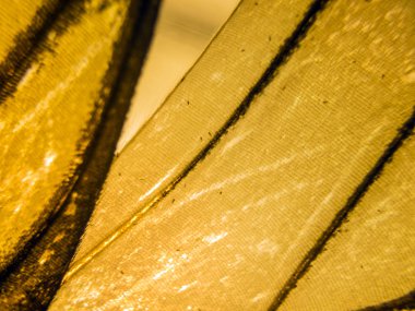 makro bir kelebek kanat