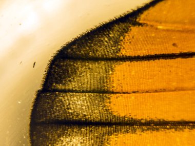 makro bir kelebek kanat