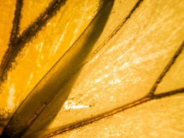 makro bir kelebek kanat