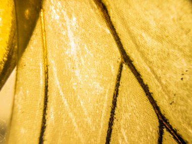 makro bir kelebek kanat