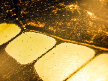 makro bir kelebek kanat