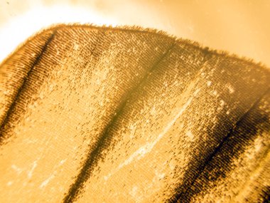 makro bir kelebek kanat