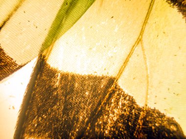 makro bir kelebek kanat