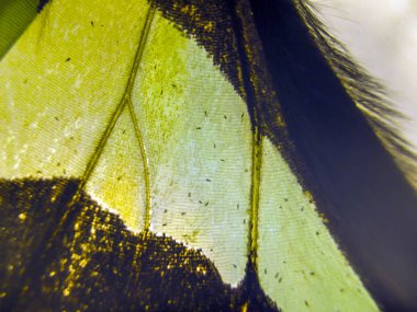 makro bir kelebek kanat