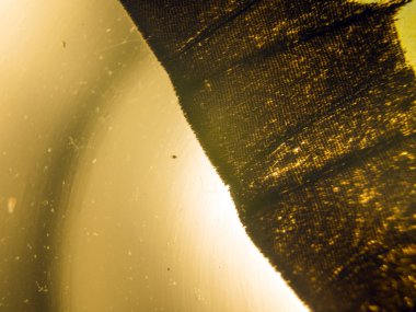 makro bir kelebek kanat