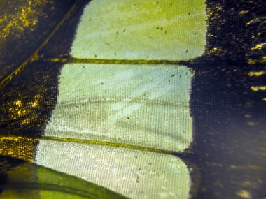 makro bir kelebek kanat