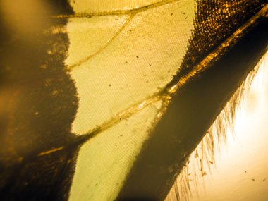 makro bir kelebek kanat