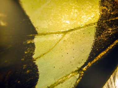 makro bir kelebek kanat