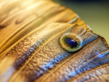 makro bir kelebek kanat