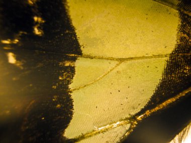 makro bir kelebek kanat