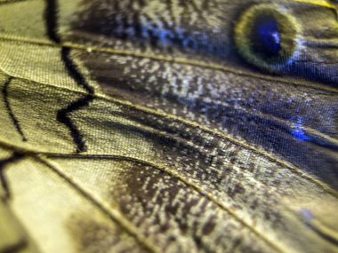 makro bir kelebek kanat