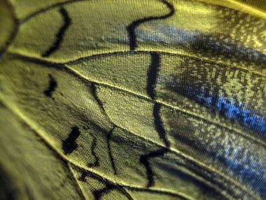 makro bir kelebek kanat