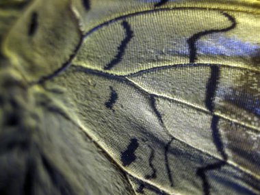 makro bir kelebek kanat