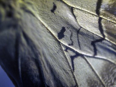 makro bir kelebek kanat