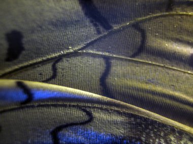 makro bir kelebek kanat