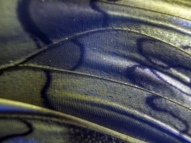 makro bir kelebek kanat