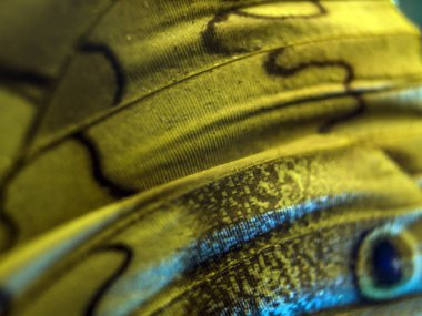 makro bir kelebek kanat