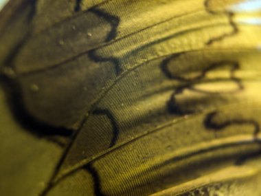 makro bir kelebek kanat