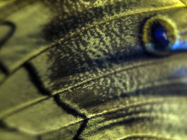 makro bir kelebek kanat