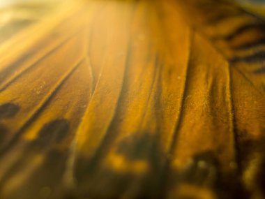 makro bir kelebek kanat