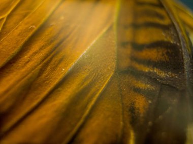 makro bir kelebek kanat