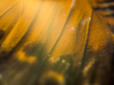 makro bir kelebek kanat