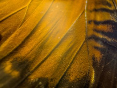 makro bir kelebek kanat