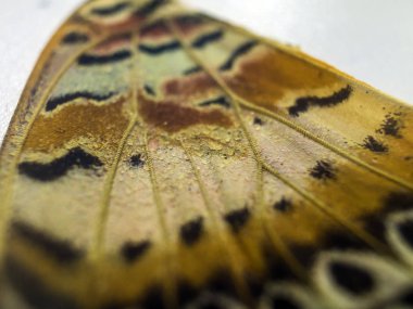 makro bir kelebek kanat