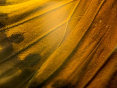 makro bir kelebek kanat