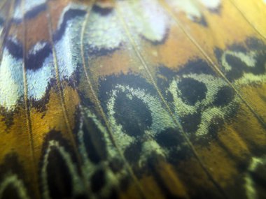 makro bir kelebek kanat