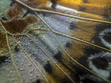 makro bir kelebek kanat