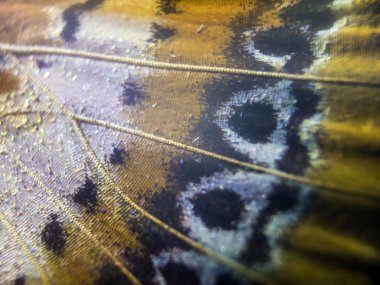 makro bir kelebek kanat