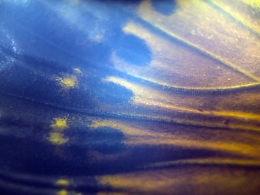 makro bir kelebek kanat