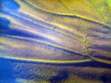 makro bir kelebek kanat