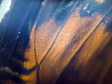 makro bir kelebek kanat