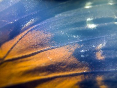 makro bir kelebek kanat