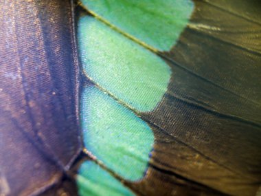 makro bir kelebek kanat