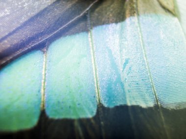 makro bir kelebek kanat