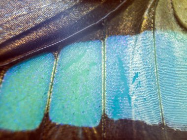 makro bir kelebek kanat