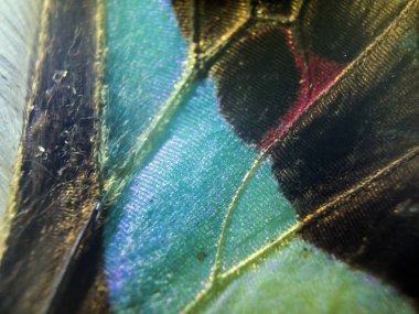 makro bir kelebek kanat