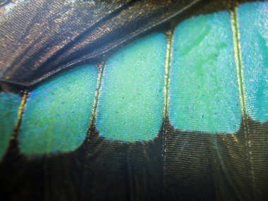 makro bir kelebek kanat