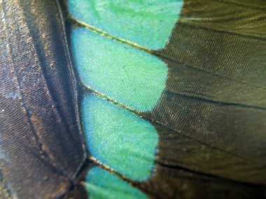 makro bir kelebek kanat