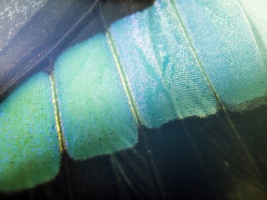 makro bir kelebek kanat