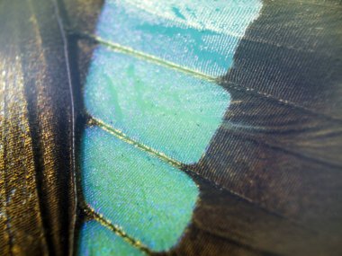 makro bir kelebek kanat