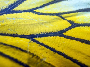 makro bir kelebek kanat