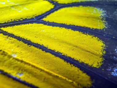 makro bir kelebek kanat