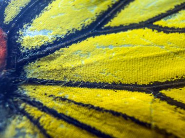 makro bir kelebek kanat