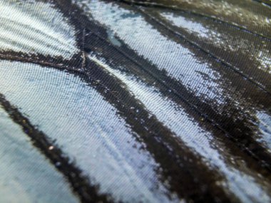 makro bir kelebek kanat